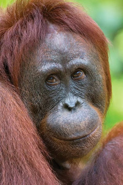 Mogens Trolle: Orangutan Female Friendly Face Borneo by Mogens Trolle