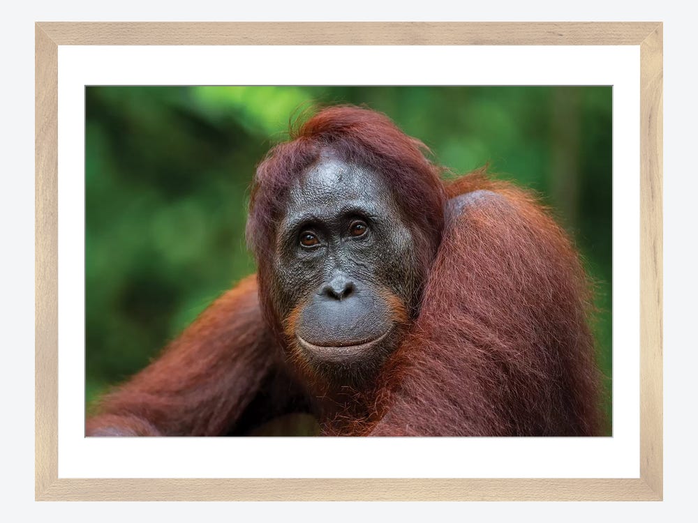 Orangutan Female Smile Borneo Canvas Print by Mogens Trolle