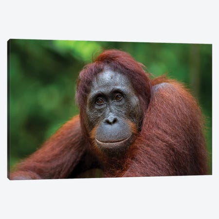 Orangutan Female Smile Borneo Canvas Print #MOG86} by Mogens Trolle Canvas Artwork