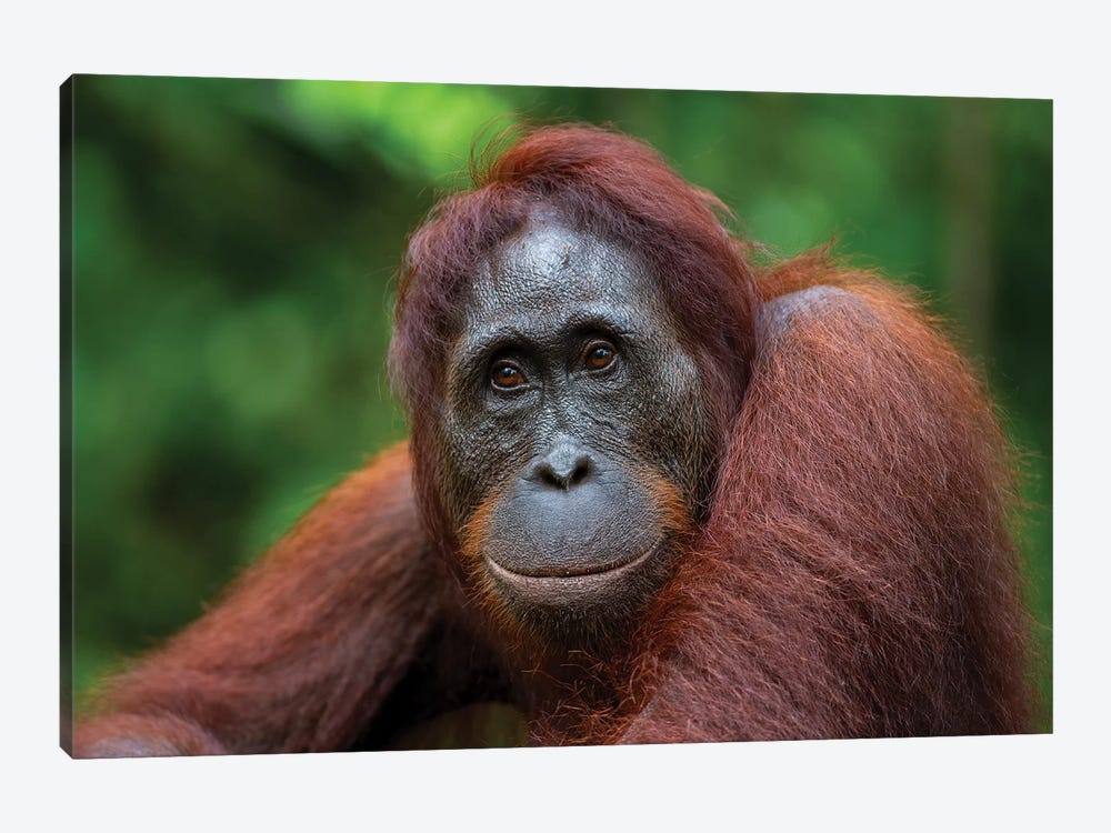 Orangutan Female Smile Borneo by Mogens Trolle 1-piece Canvas Art Print