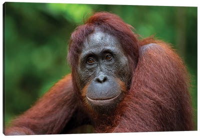 Orangutan Female Smile Borneo Canvas Art Print - Orangutan Art