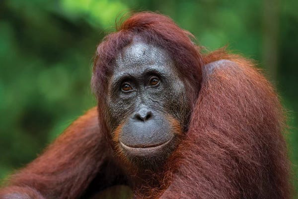 Orangutans: Orangutan Female Smile Borneo by Mogens Trolle