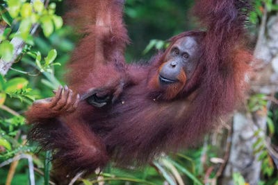 Orangutan Hanging Out Borneo by Mogens Trolle framed wall art