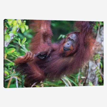 Orangutan Hanging Out Borneo Canvas Print #MOG87} by Mogens Trolle Canvas Artwork
