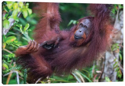 Orangutan Hanging Out Borneo Canvas Art Print - Orangutan Art