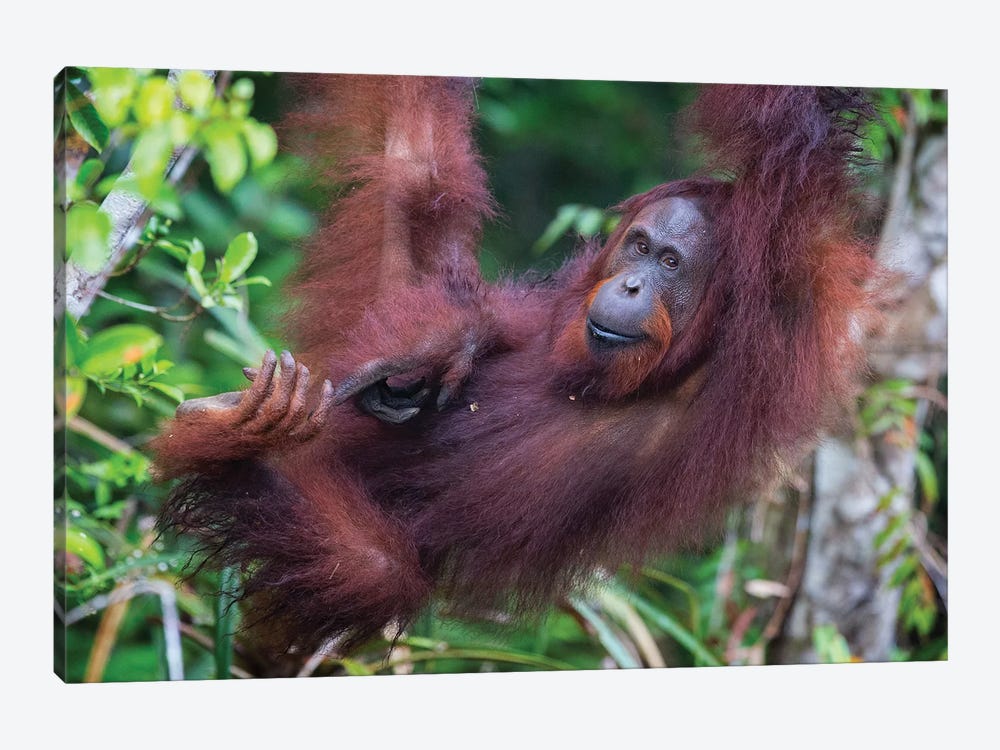 Orangutan Hanging Out Borneo by Mogens Trolle 1-piece Canvas Art