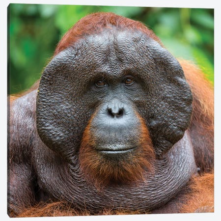 Orangutan Male Portrait Borneo Canvas Print #MOG88} by Mogens Trolle Art Print