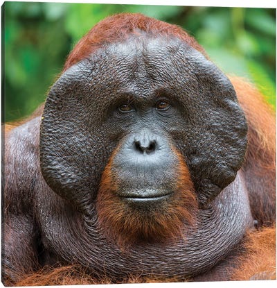 Orangutan Male Portrait Borneo Canvas Art Print - Orangutan Art