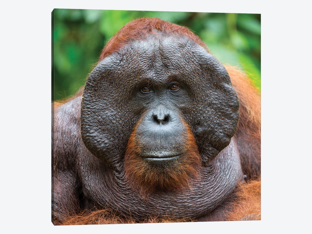 Orangutan Male Portrait Borneo by Mogens Trolle 1-piece Canvas Art Print