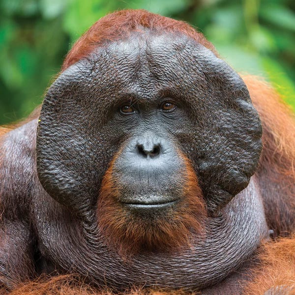 Orangutans: Orangutan Male Portrait Borneo by Mogens Trolle
