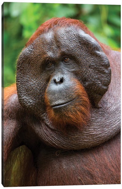 Orangutan Male Smile Borneo Canvas Art Print - Primate Art