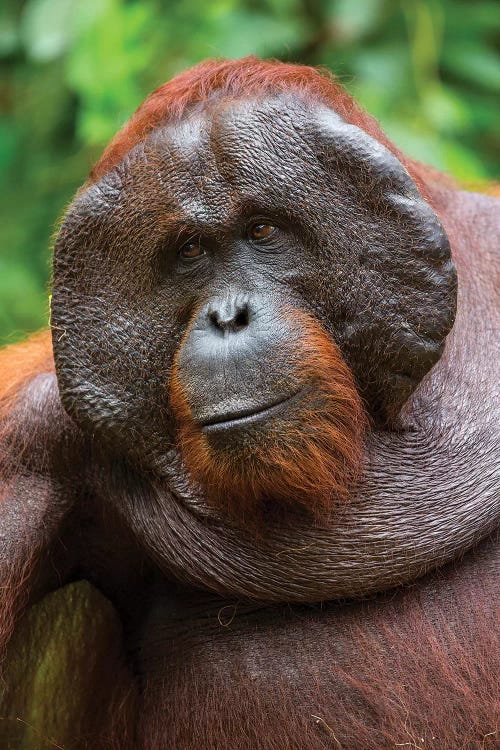 Orangutan Male Smile Borneo