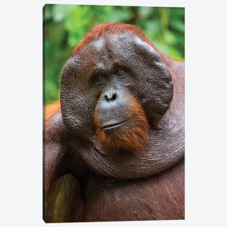 Orangutan Male Smile Borneo Canvas Print #MOG89} by Mogens Trolle Art Print