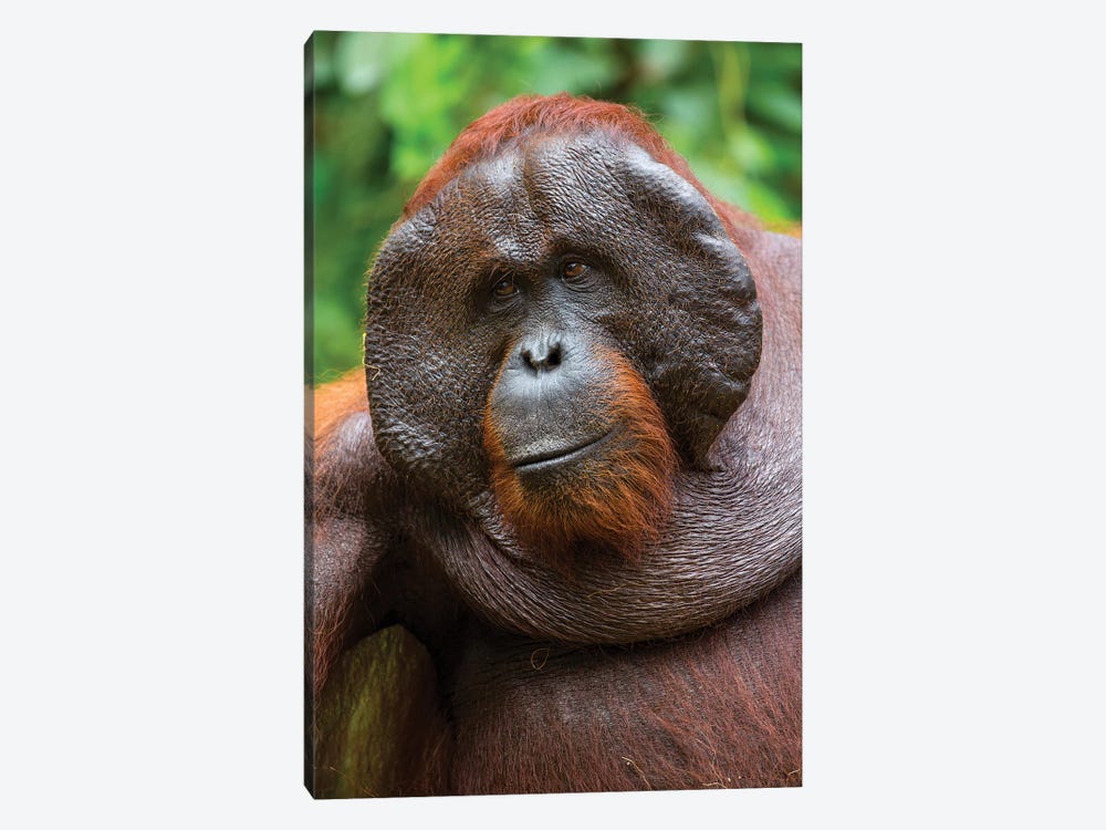 Orangutan Male Smile Borneo by Mogens Trolle 1-piece Canvas Art