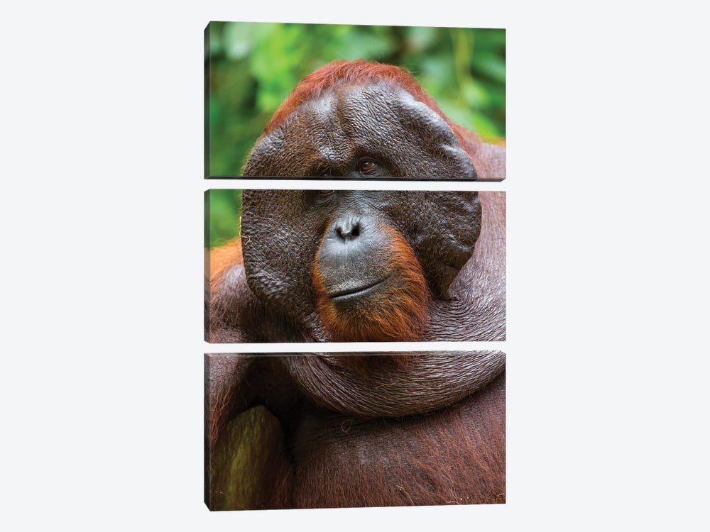 Orangutan Male Smile Borneo by Mogens Trolle 3-piece Canvas Wall Art