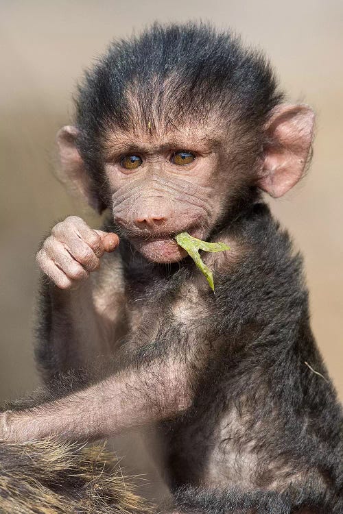 Baboon Baby Vertical