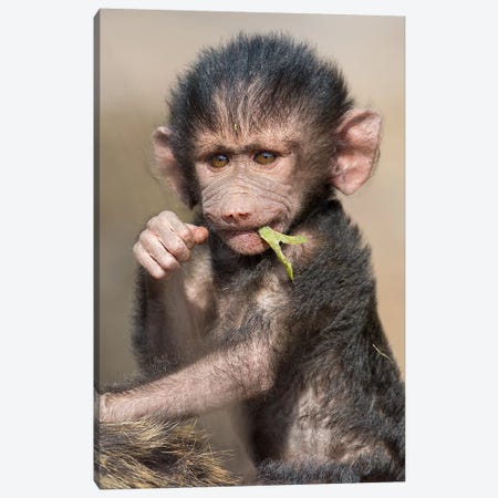 Baboon Baby Vertical Canvas Print #MOG8} by Mogens Trolle Canvas Wall Art
