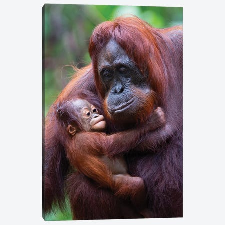 Orangutan Mother And Baby Borneo Canvas Print #MOG90} by Mogens Trolle Canvas Artwork