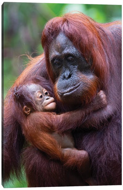 Orangutan Mother And Baby Borneo Canvas Art Print - Orangutan Art