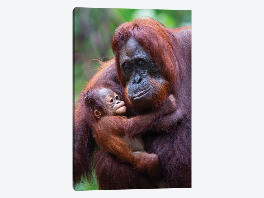 Orangutan Mother And Baby Borneo by Mogens Trolle 1-piece Canvas Artwork