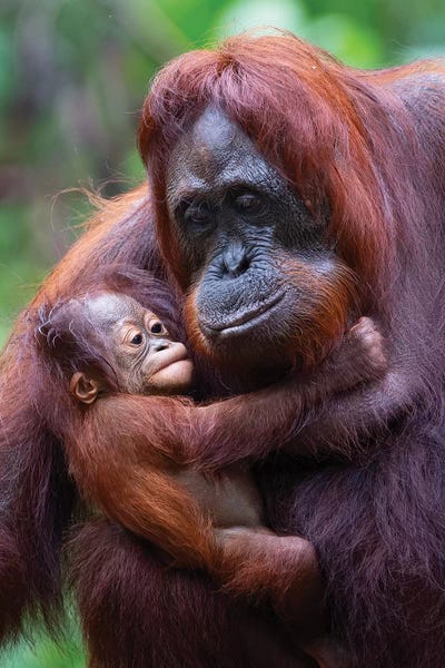 Mogens Trolle: Orangutan Mother And Baby Borneo by Mogens Trolle
