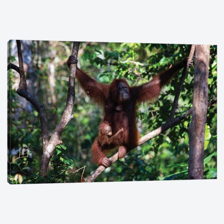 Orangutan Mother And Baby In Tree Canvas Print #MOG91} by Mogens Trolle Canvas Wall Art