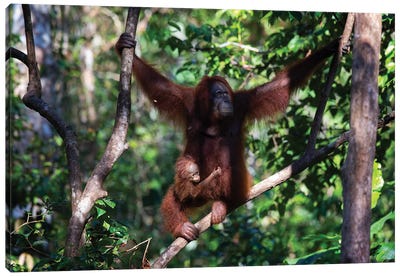 Orangutan Mother And Baby In Tree Canvas Art Print - Orangutan Art