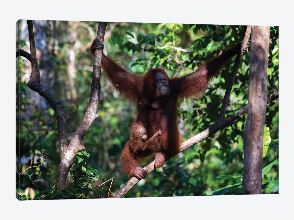 Orangutan Mother And Baby In Tree by Mogens Trolle 1-piece Canvas Art Print