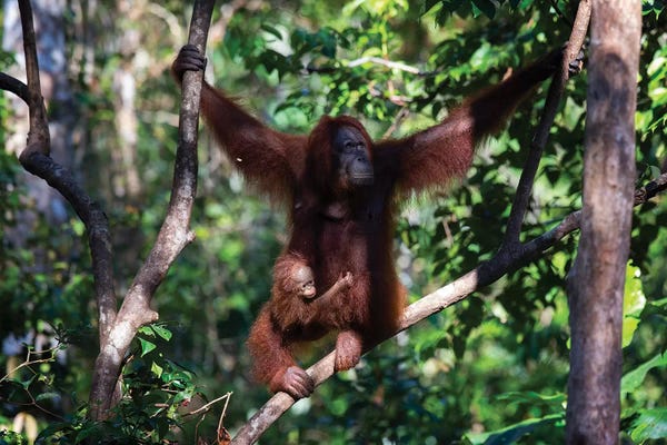 Orangutans: Orangutan Mother And Baby In Tree by Mogens Trolle