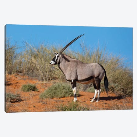 Oryx Kalahari Canvas Print #MOG92} by Mogens Trolle Canvas Art