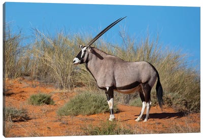 Oryx Kalahari Canvas Art Print - Antelope Art