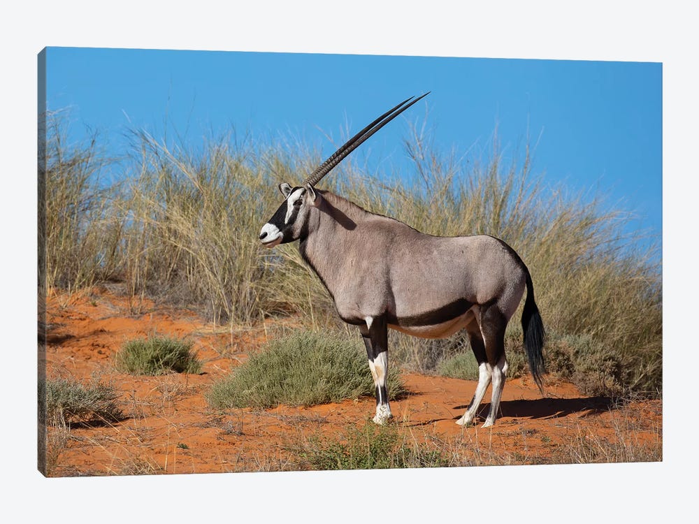 Oryx Kalahari by Mogens Trolle 1-piece Canvas Art