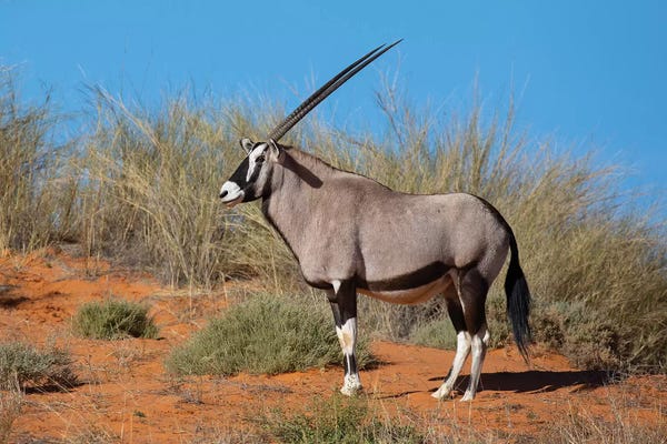Oryxes