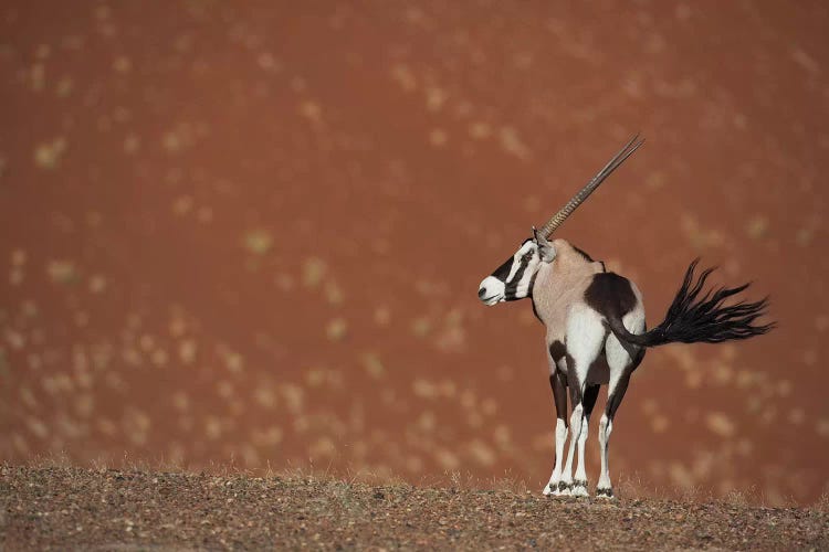 Oryx Waving Tail I