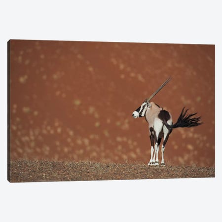 Oryx Waving Tail I Canvas Print #MOG93} by Mogens Trolle Canvas Art