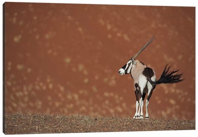 Oryx Waving Tail I Canvas Art Print - Antelope Art