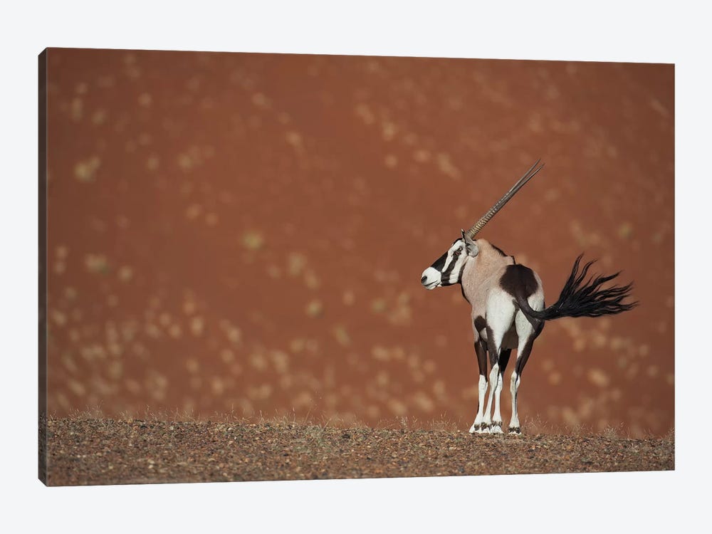 Oryx Waving Tail I by Mogens Trolle 1-piece Canvas Art Print