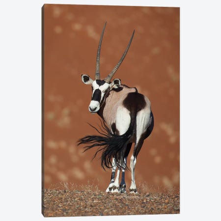 Oryx Waving Tail II Canvas Print #MOG94} by Mogens Trolle Canvas Print