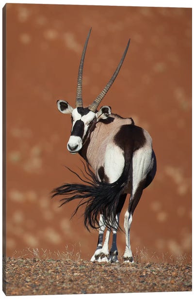 Oryx Waving Tail II Canvas Art Print - Antelopes