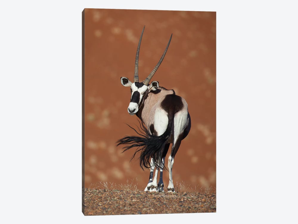 Oryx Waving Tail II by Mogens Trolle 1-piece Canvas Wall Art
