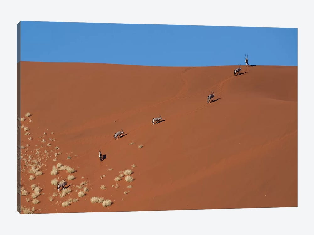 Oryxes Crossing Dune by Mogens Trolle 1-piece Canvas Art Print