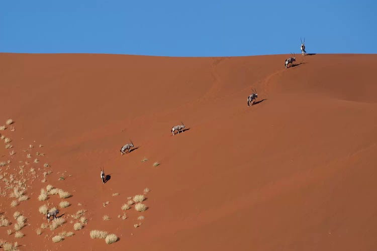 Oryxes Crossing Dune