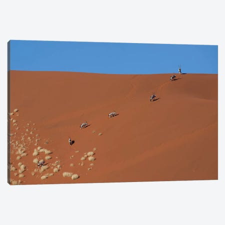Oryxes Crossing Dune Canvas Print #MOG95} by Mogens Trolle Canvas Art Print