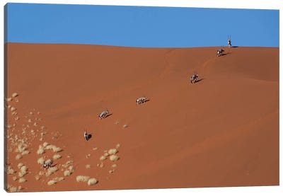 Oryxes Crossing Dune Canvas Art Print