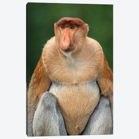 Proboscis Monkey Alpha Male Borneo Canvas Print #MOG96} by Mogens Trolle Canvas Print