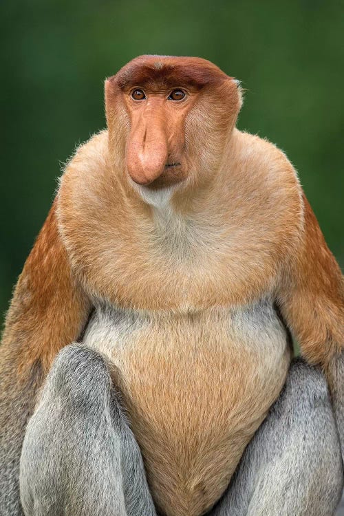 Proboscis Monkey Alpha Male Borneo