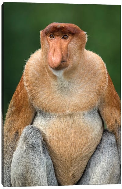 Proboscis Monkey Alpha Male Borneo Canvas Art Print - Mogens Trolle
