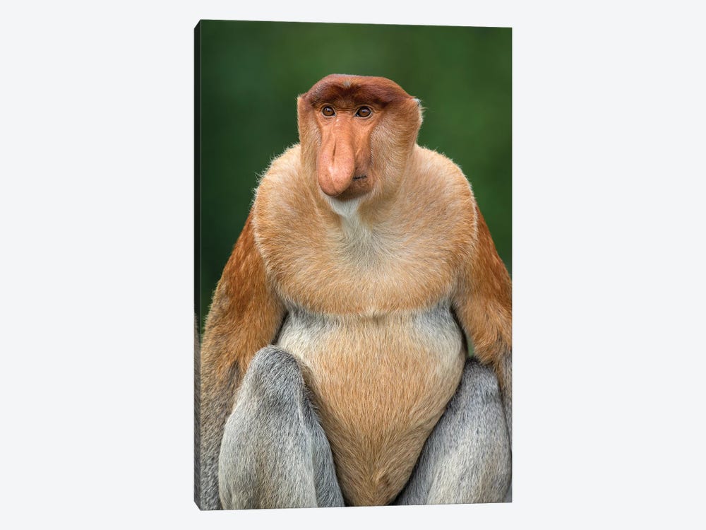 Proboscis Monkey Alpha Male Borneo by Mogens Trolle 1-piece Canvas Art