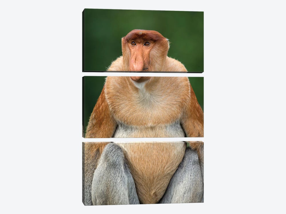 Proboscis Monkey Alpha Male Borneo by Mogens Trolle 3-piece Canvas Art