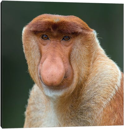 Proboscis Monkey Male Portrait Borneo Canvas Art Print - Mogens Trolle
